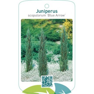 Juniperus scopulorum ‘Blue Arrow’