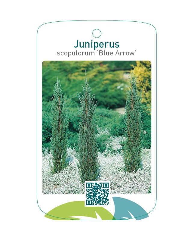 Juniperus scopulorum ‘Blue Arrow’