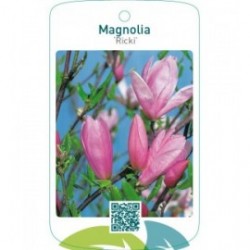Magnolia ‘Ricki’