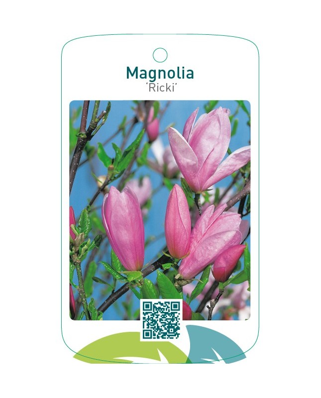 Magnolia ‘Ricki’