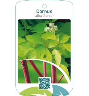 Cornus alba ‘Aurea’