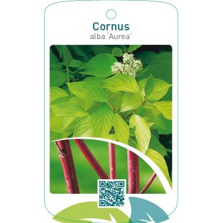Cornus alba ‘Aurea’