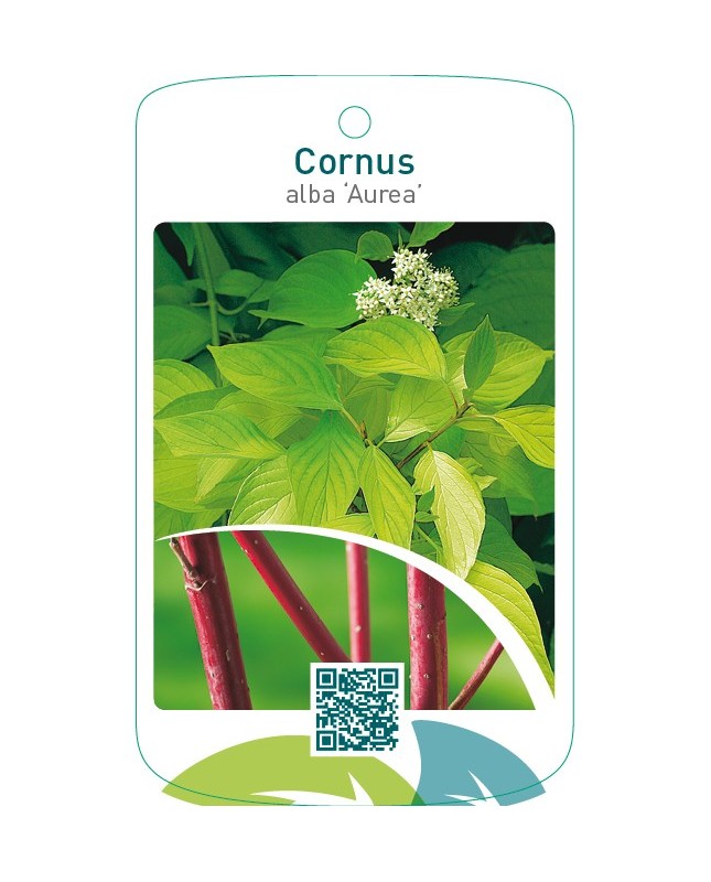Cornus alba ‘Aurea’