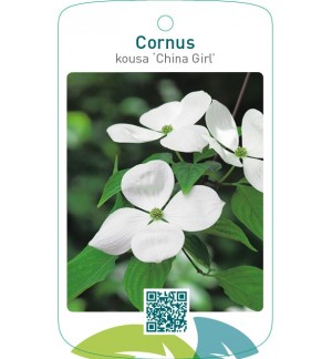 Cornus kousa ‘China Girl’