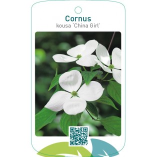 Cornus kousa ‘China Girl’
