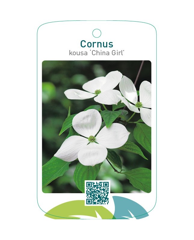 Cornus kousa ‘China Girl’