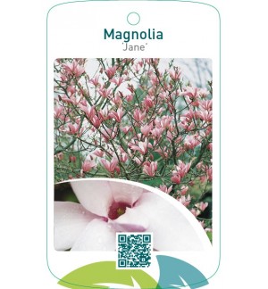 Magnolia ‘Jane’