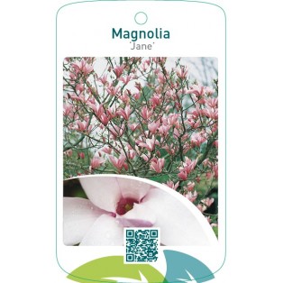 Magnolia ‘Jane’