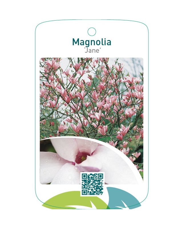 Magnolia ‘Jane’