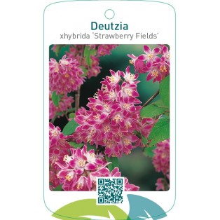 Deutzia xhybrida ‘Strawberry Fields’
