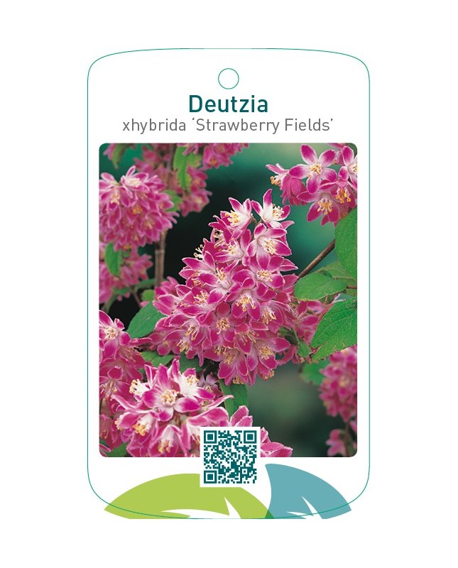 Deutzia xhybrida ‘Strawberry Fields’