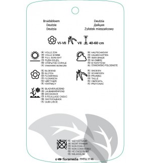 Etichette di diutzia xhybrida ‘Strawberry Fields’ *