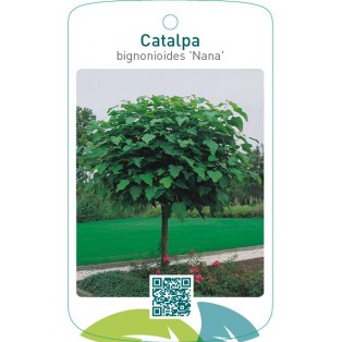 Catalpa bignonioides ‘Nana’