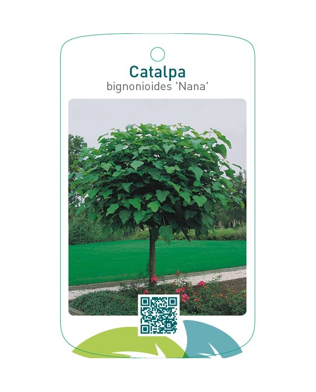 Catalpa bignonioides ‘Nana’