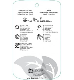 Etichette di Catalpa bignonioidis ‘Nana’ *