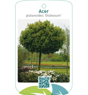 Acer platanoides ‘Globosum’