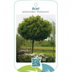 Acer platanoides ‘Globosum’