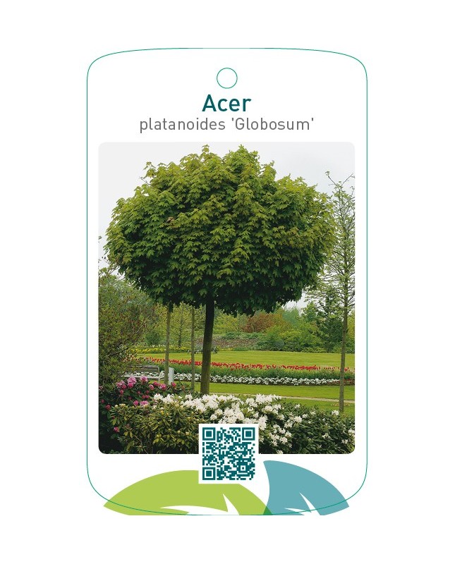 Acer platanoides ‘Globosum’