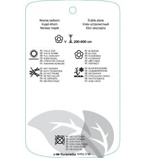 Etichette di Acer platanoidis ‘Globosum’ *