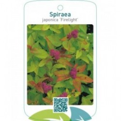Spiraea japonica ‘Firelight’