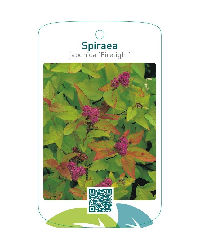 Spiraea japonica ‘Firelight’