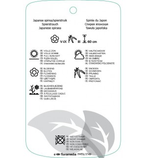 Etichette di Spiraea japonica ‘Firelight’ *