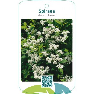 Spiraea decumbens