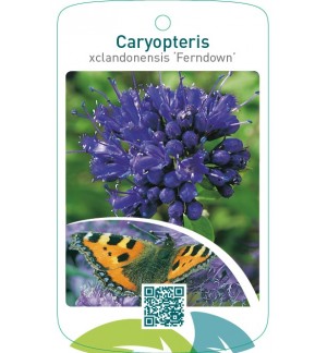 Caryopteris xclandonensis ‘Ferndown’