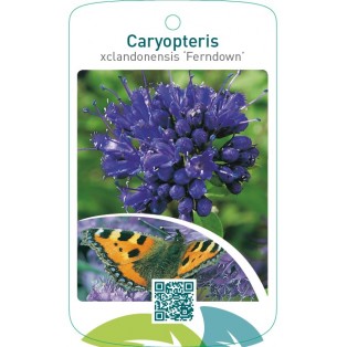 Caryopteris xclandonensis ‘Ferndown’