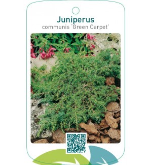 Juniperus communis ‘Green Carpet’