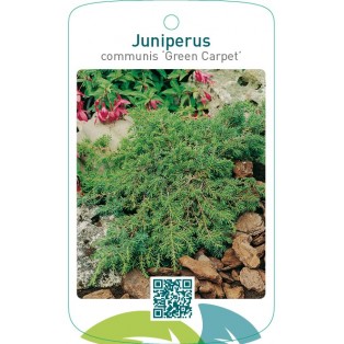 Juniperus communis ‘Green Carpet’