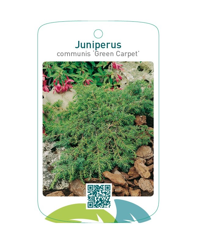 Juniperus communis ‘Green Carpet’