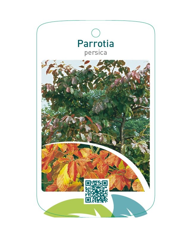 Parrotia persica
