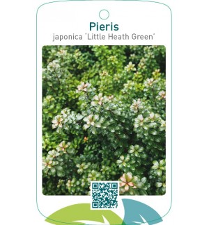Pieris japonica ‘Little Heath Green’