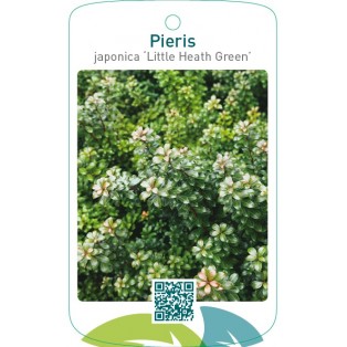 Pieris japonica ‘Little Heath Green’