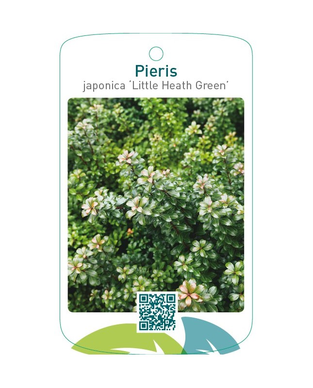 Pieris japonica ‘Little Heath Green’