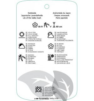 Etichette di Pieris japonica ‘Little Heath Green’ *