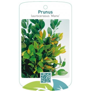 Prunus laurocerasus ‘Mano’