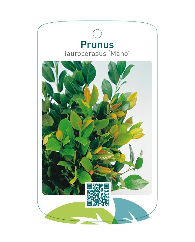 Prunus laurocerasus ‘Mano’