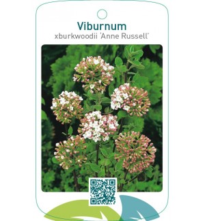 Viburnum xburkwoodii ‘Anne Russell’