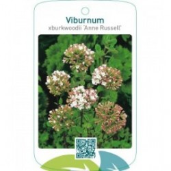 Viburnum xburkwoodii ‘Anne Russell’
