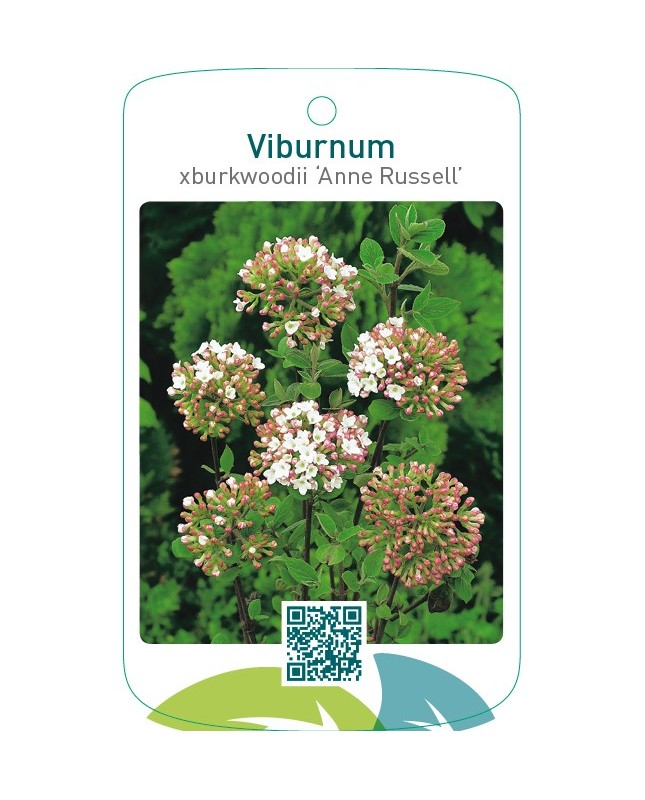Viburnum xburkwoodii ‘Anne Russell’