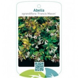 Abelia xgrandiflora ‘Francis Mason’