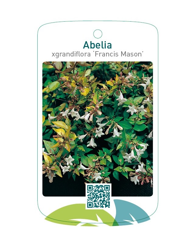 Abelia xgrandiflora ‘Francis Mason’