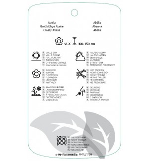 Etichette di Abelia xgrandiflora ‘Francis Mason’ *