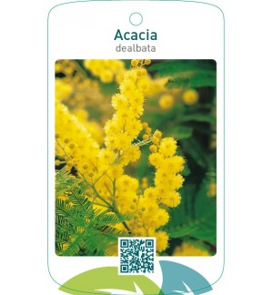 Acacia dealbata