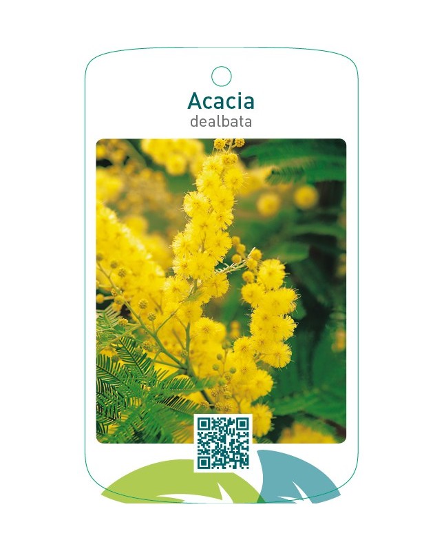 Acacia dealbata