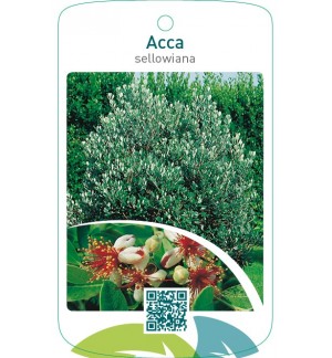 Acca sellowiana