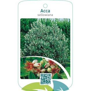 Acca sellowiana