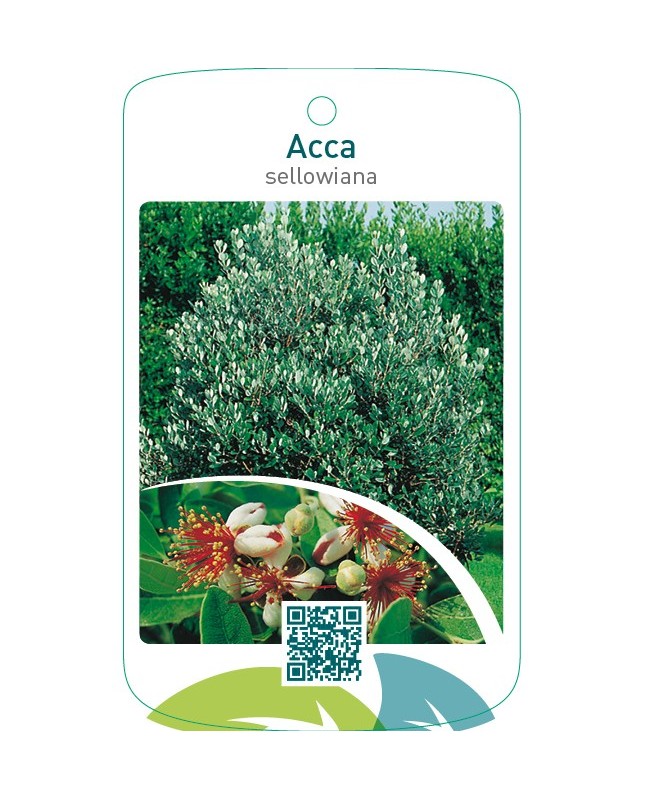 Acca sellowiana